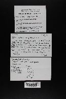 Crepidotus applanatus image