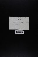 Crepidotus mollis image