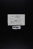 Cystoderma amianthinum image