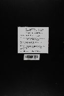 Cystoderma amianthinum image