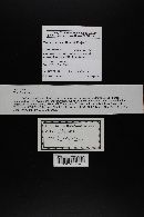 Media resource of Descolea alienata