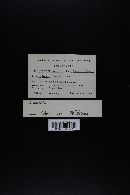 Gomphus bonarii image