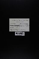 Gymnopilus luteocarneus image