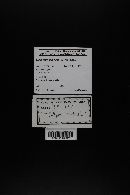 Gymnopus luxurians image