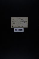 Hebeloma crustuliniforme image