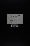 Hygrocybe acutoconica image