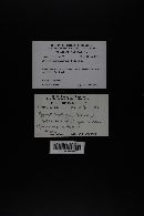 Media resource of Hygrocybe calyptraeformis