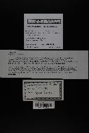 Media resource of Hygrocybe lamalama