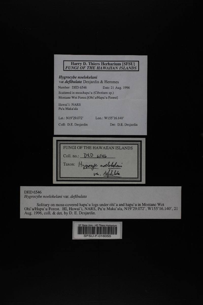 Hygrocybe noelokelani var. defibulata image