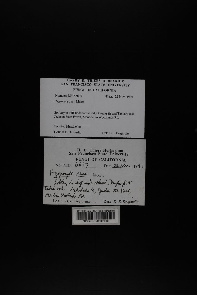 Hygrocybe reai image