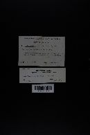 Hygrophorus bakerensis image