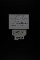 Hygrophorus eburneus image