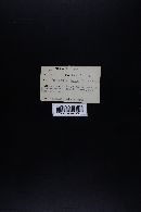 Hygrocybe laeta var. laeta image