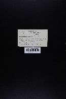 Hygrocybe punicea image