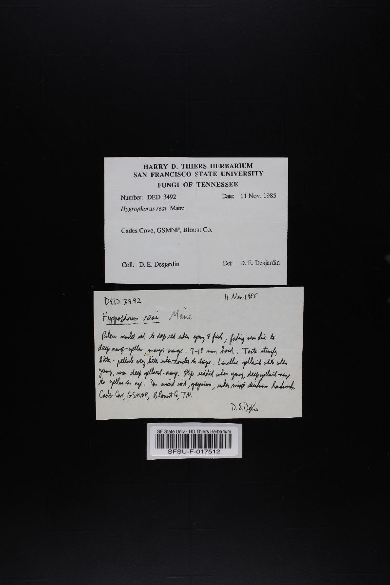 Hygrophorus reai image