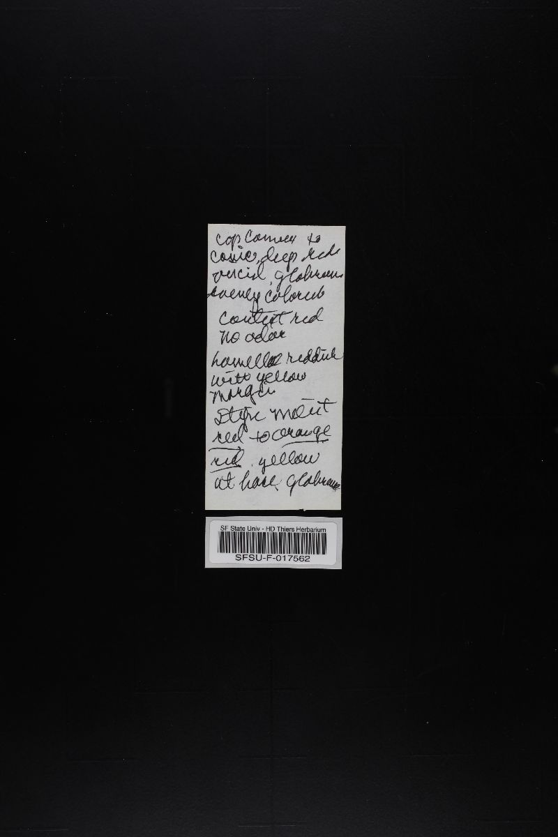 Hygrophorus splendidissimus image