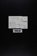 Media resource of Inocybe boltoni