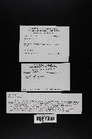 Thumbnail image of current specimen