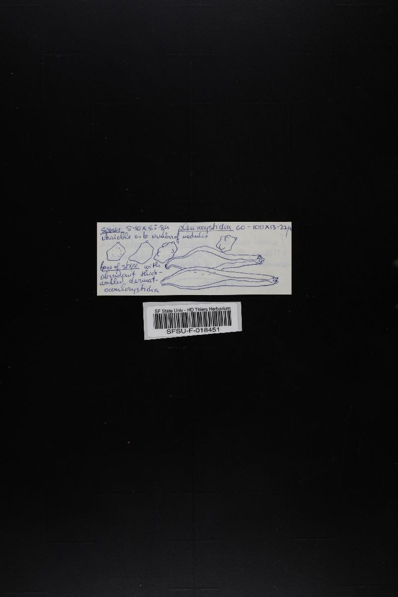 Inocybe xanthomelas image