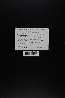 Laccaria bicolor image