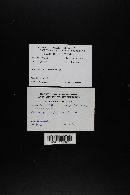 Clitocybe fragrans image