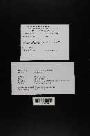 Agaricus placomyces image