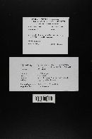 Agaricus arvensis image