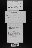 Thumbnail image of current specimen