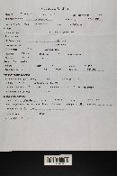 Gautieria monticola image