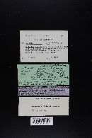 Lactarius fragilis image