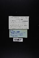 Lactarius fragilis image