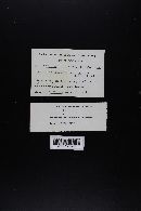 Lactarius fragilis image