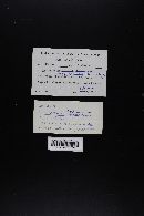 Lactarius fragilis image