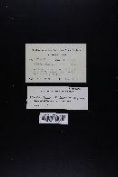 Lactarius fragilis image