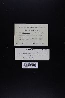 Lactarius fragilis image