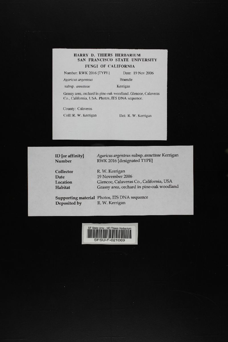 Agaricus argenteus image