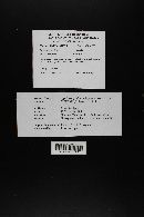 Agaricus argenteus image