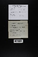 Agaricus bisporus image