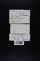 Lactarius fragilis image