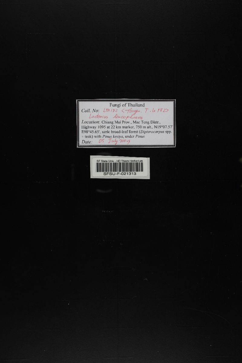 Lactarius leucophaeus image