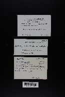 Lactarius paradoxus image