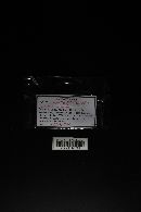 Lactarius purpureus image