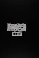 Lactarius purpureus image