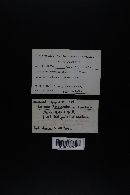 Lactarius scrobiculatus image