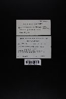 Lactarius scrobiculatus image