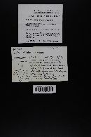 Lactarius subvellereus image