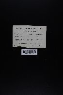 Lactarius xanthogalactus image