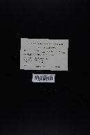 Lentinellus ursinus image