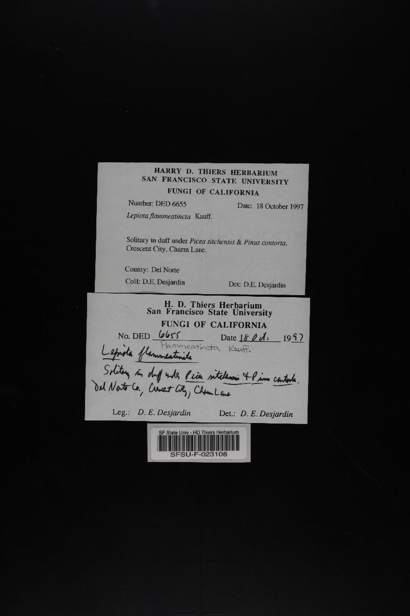 Lepiota flammeatincta image