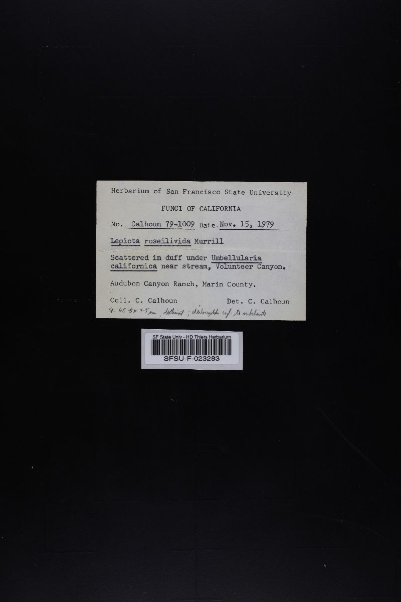 Lepiota roseilivida image